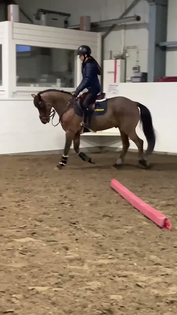 Hoppning hästar till salu: En speciell bästavän🤎 - Video 2
