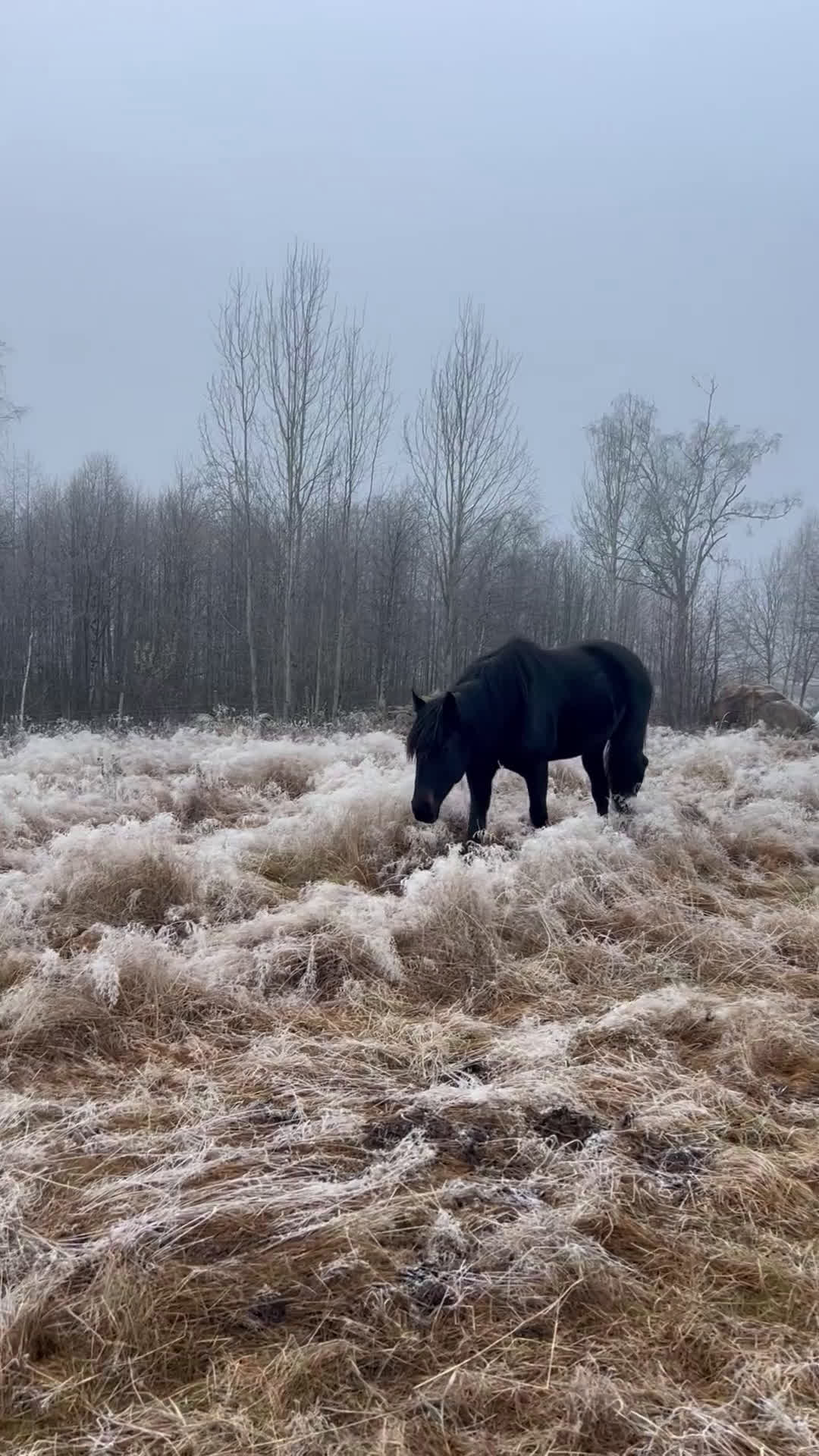 Allround hästar till salu: Adams Mertensia  i Åseda - Video 2