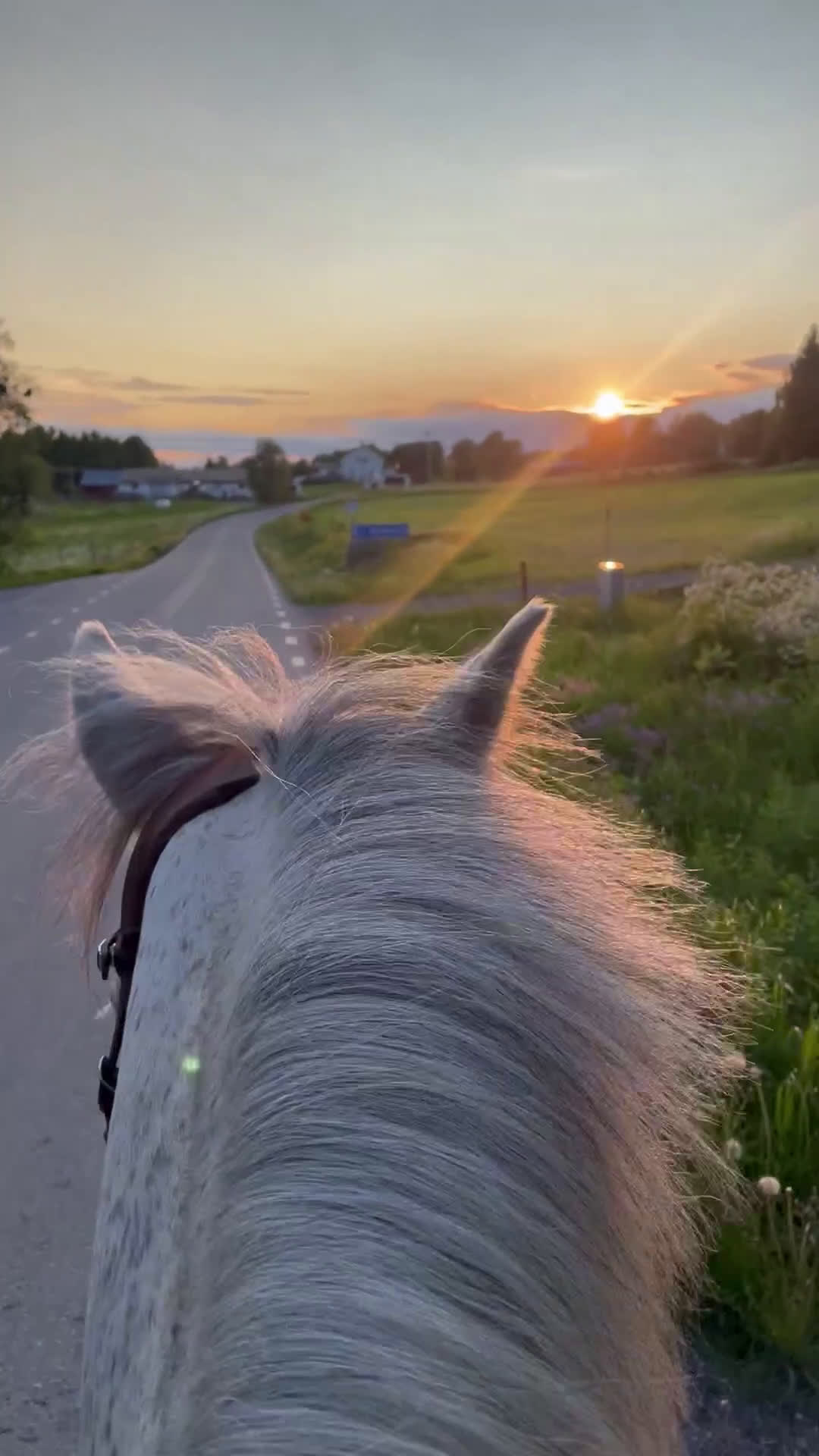 Allround hästar till salu: Charmig valack - en framtida 🌟+film!!  i Brunflo - Video 3