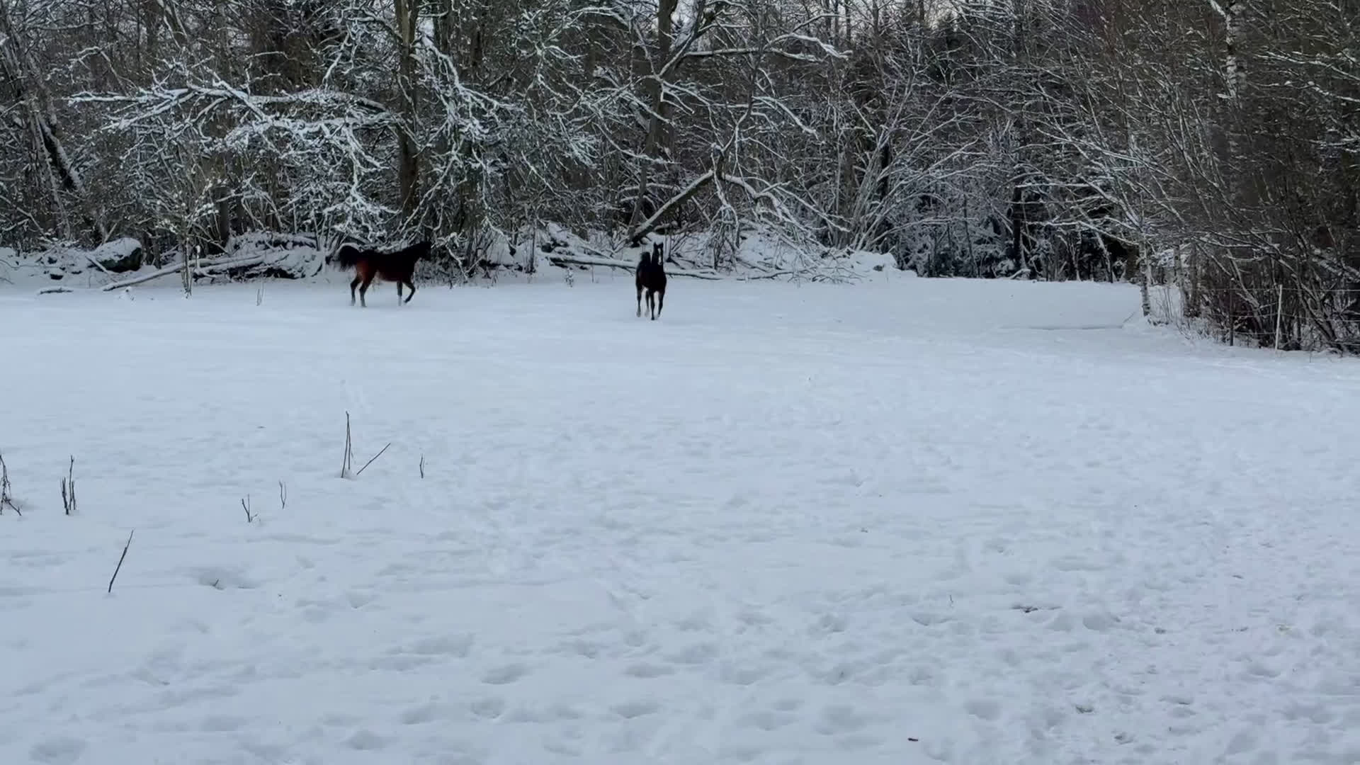 Allround hästar till salu: Superfin, till tävling och hobby! - Video 2
