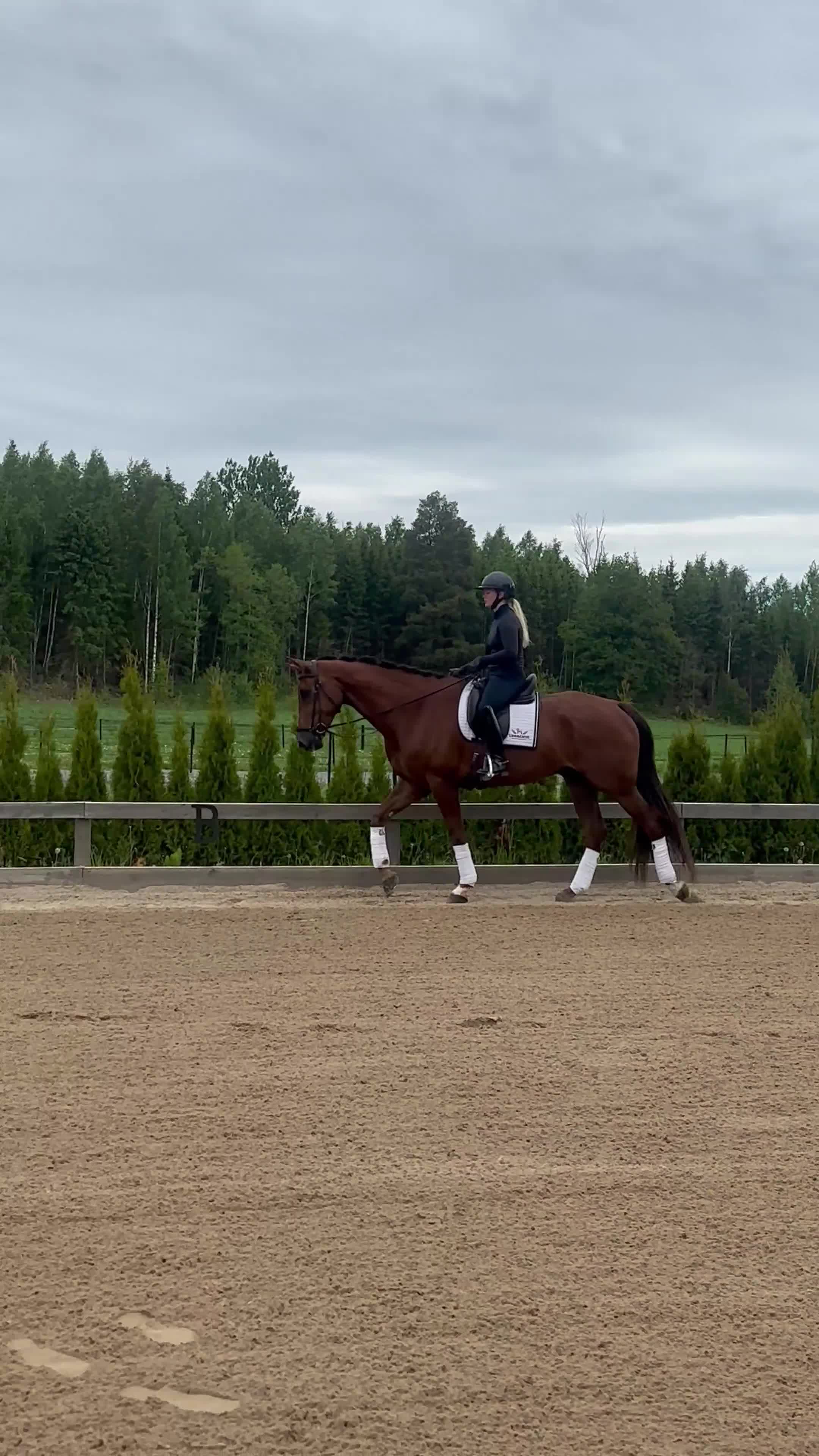 Allround hästar till salu: Välstammad grön 7 åring  - Video 3