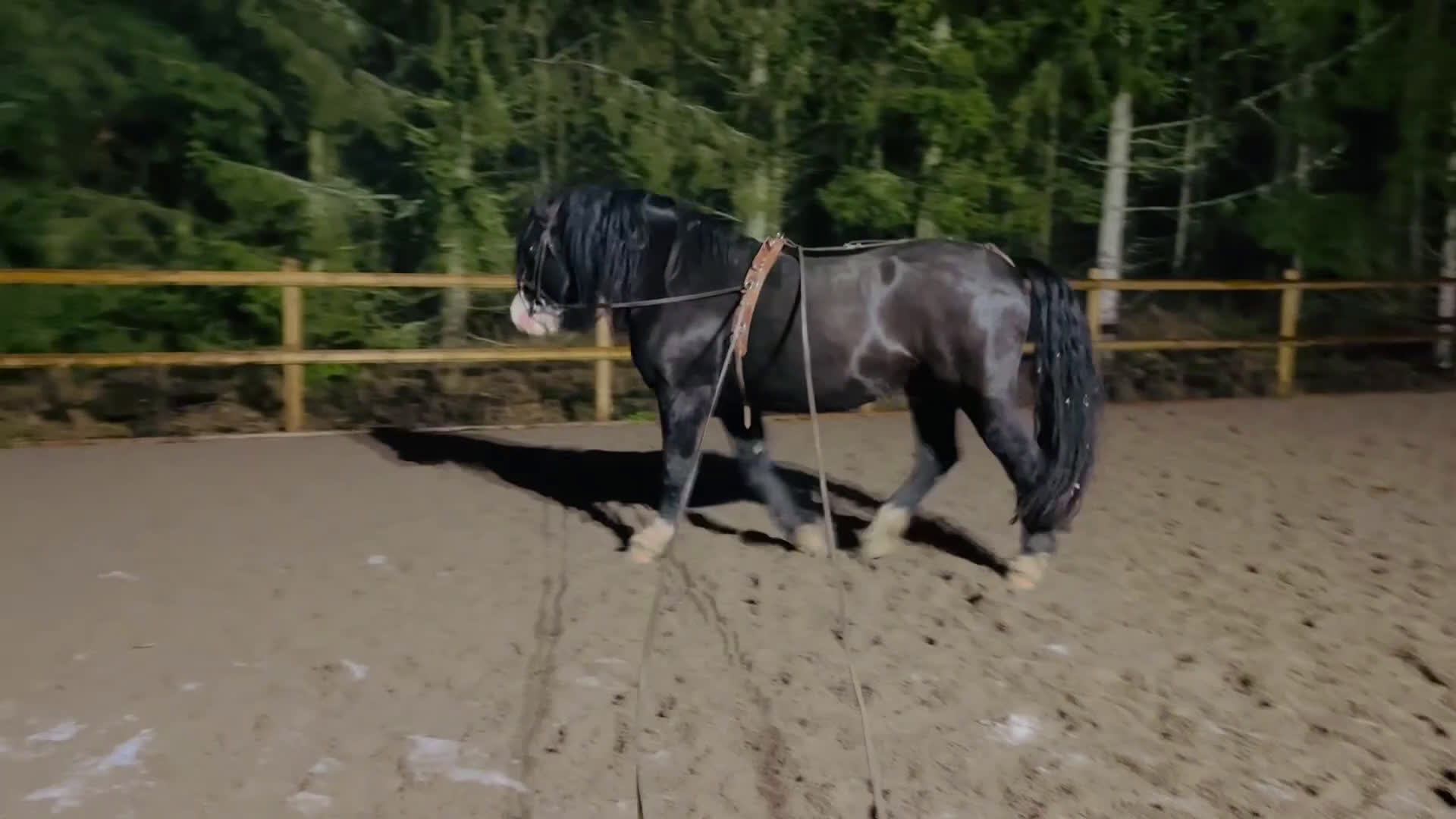 Akademiskt hästar till salu: Snyggaste skogsmullen i Västerås - Video 2