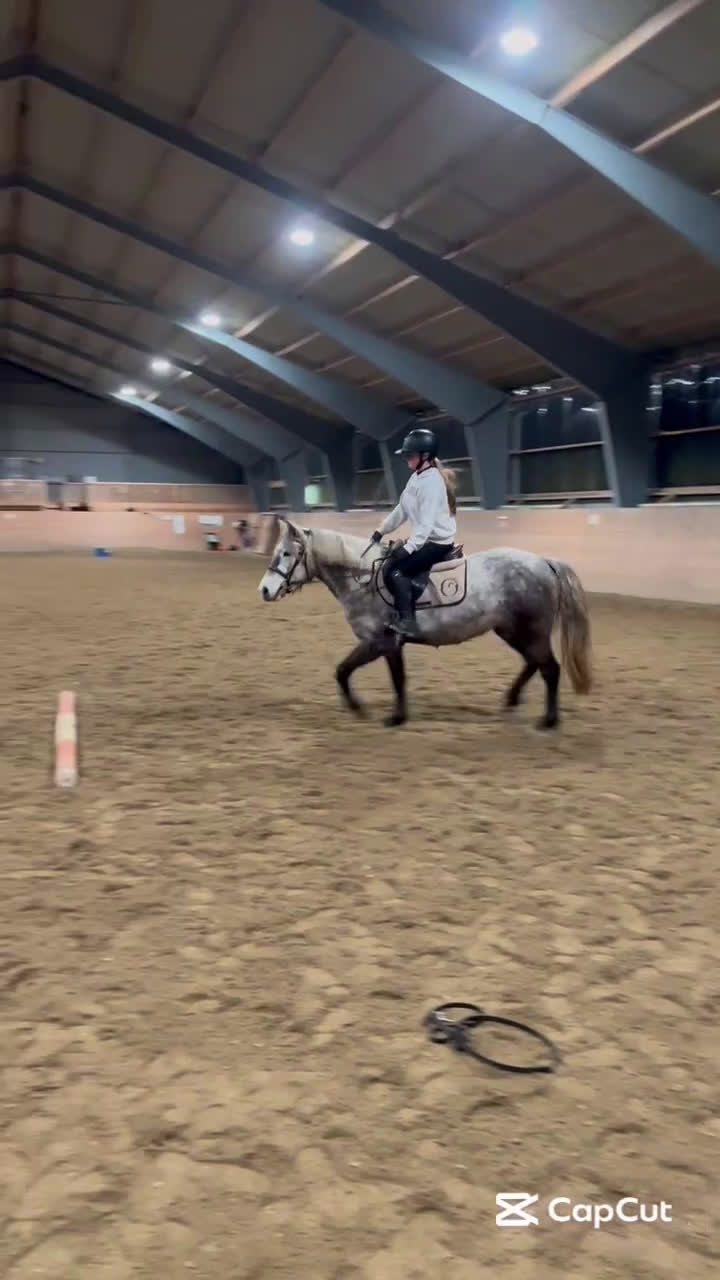 Allround hästar till salu: Sockersöt Connemara  - Video 3