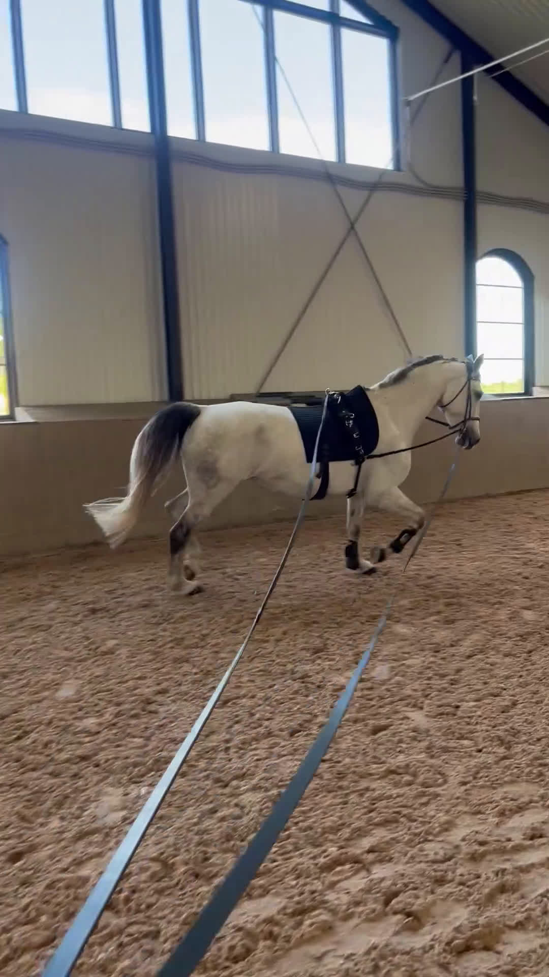 Hoppning hästar till salu: Klasshäst säljes - Video 1