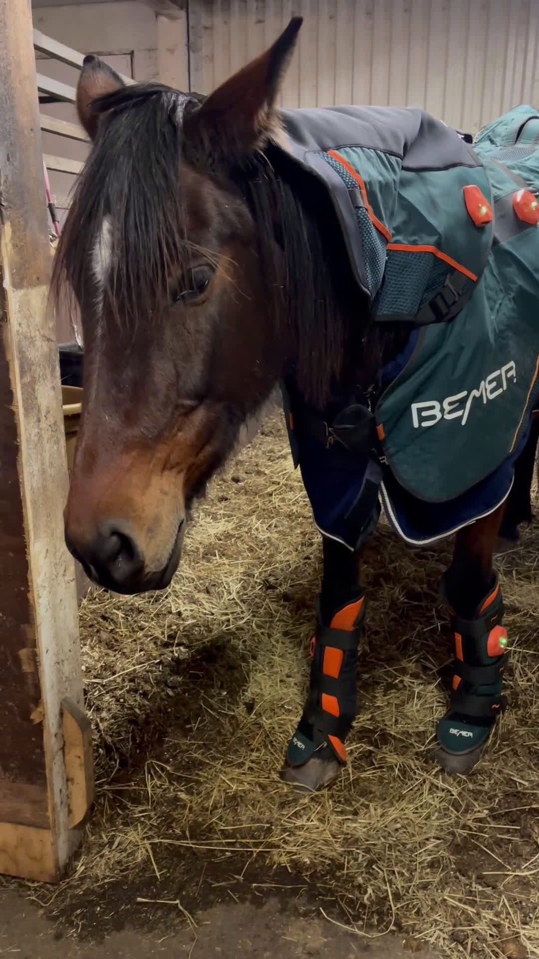  hästservice finnes: Bemer Horse set  - Video 2