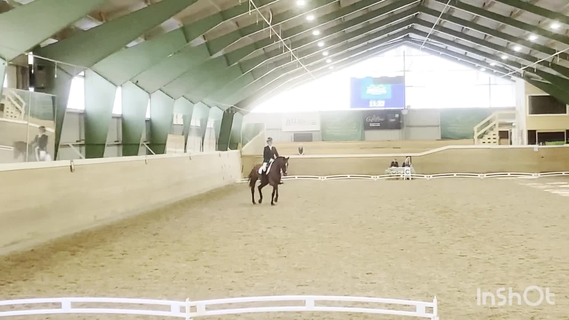 Dressyr hästar till salu: Elegant dressyrsto med utstrålning  - Video 1