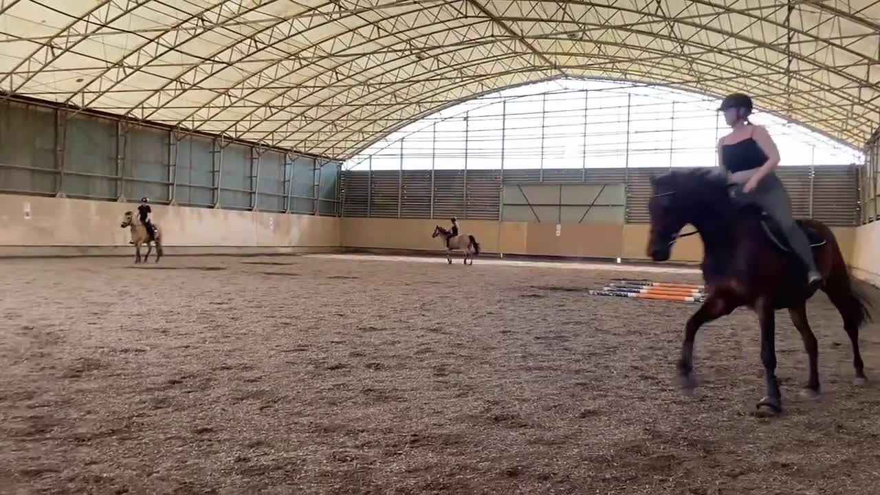 Allround hästar till salu: Trevligt välutbildat sto med fin stam - Video 1