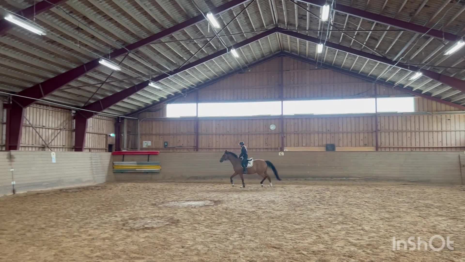 Allround hästar till salu: Till dig som vill ha en bästa vän - Video 4