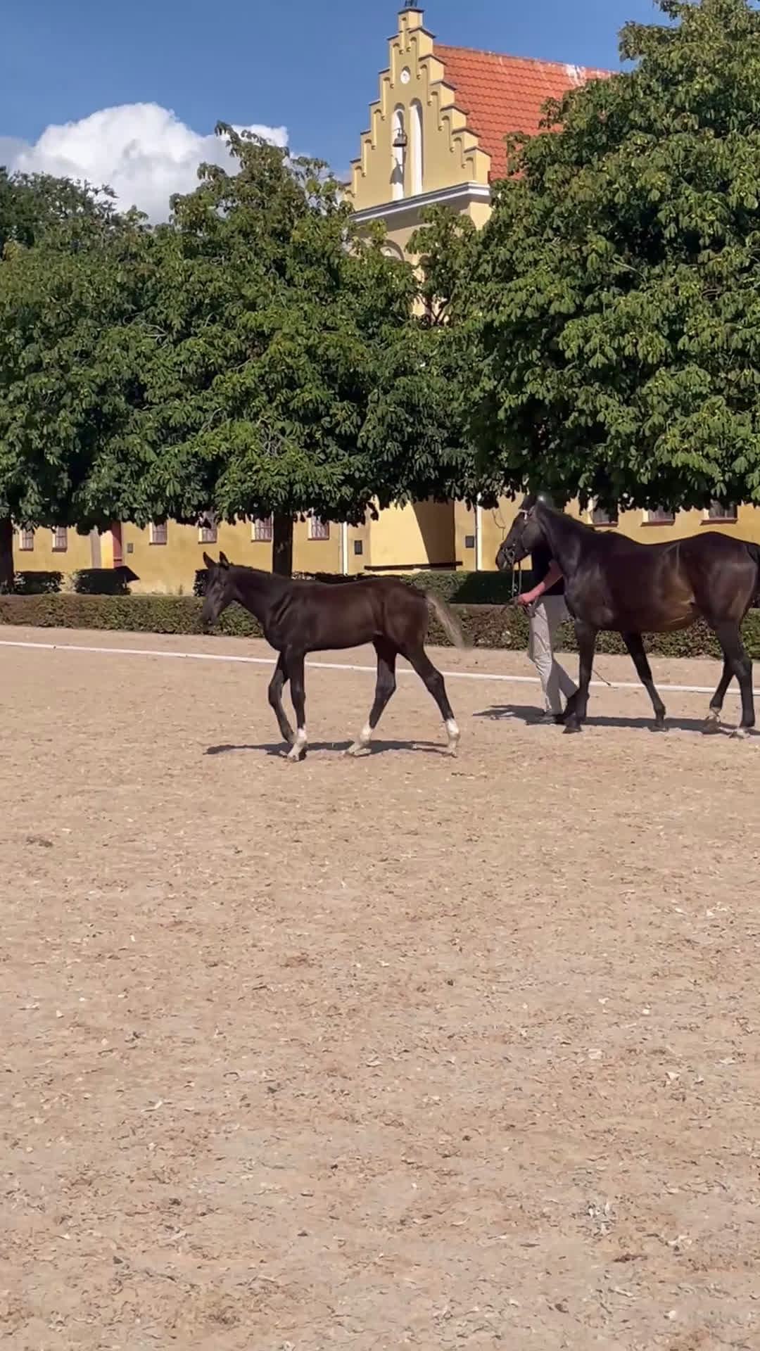 Hoppning hästar till salu: Avvant hingstföl e. Comilfo Plus Z redo för flytt i Landskrona - Video 3