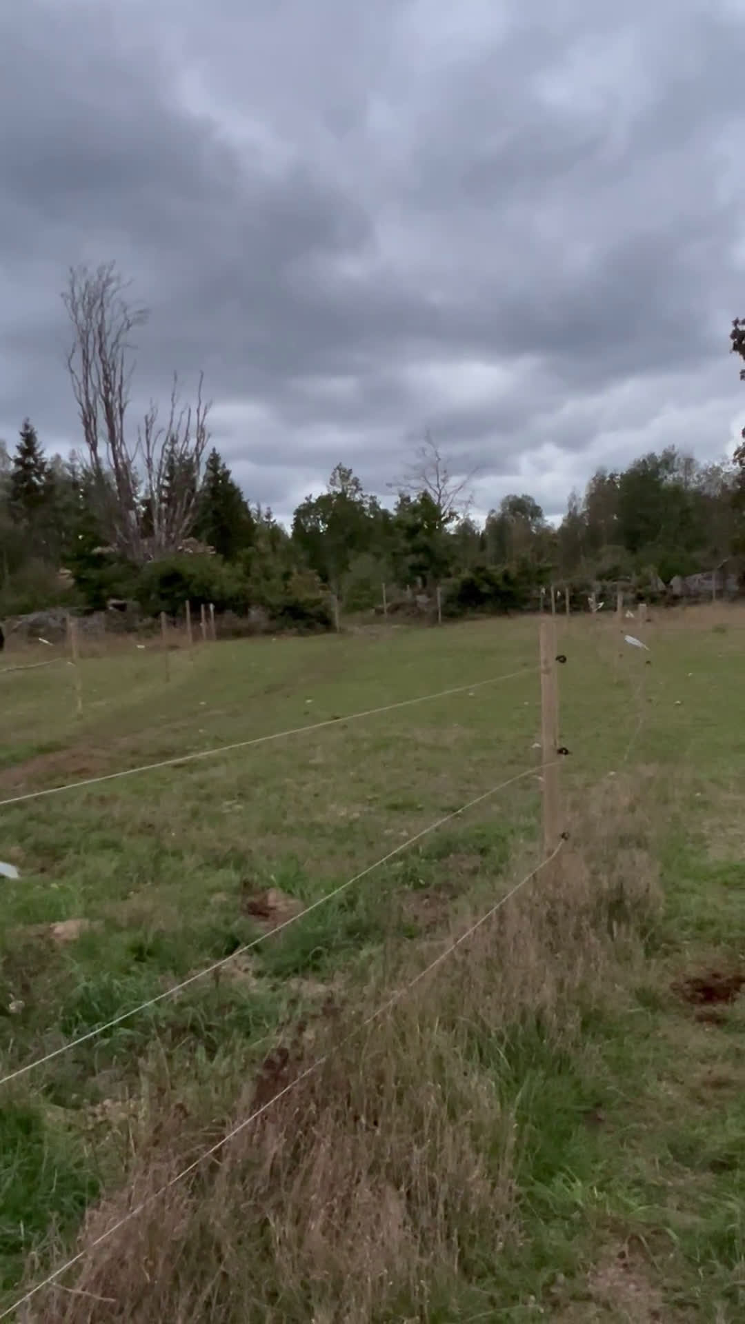 Dressyr hästar till salu: Snyggt, feminint sto e BH St Schufro  i Fågelmara - Video 2