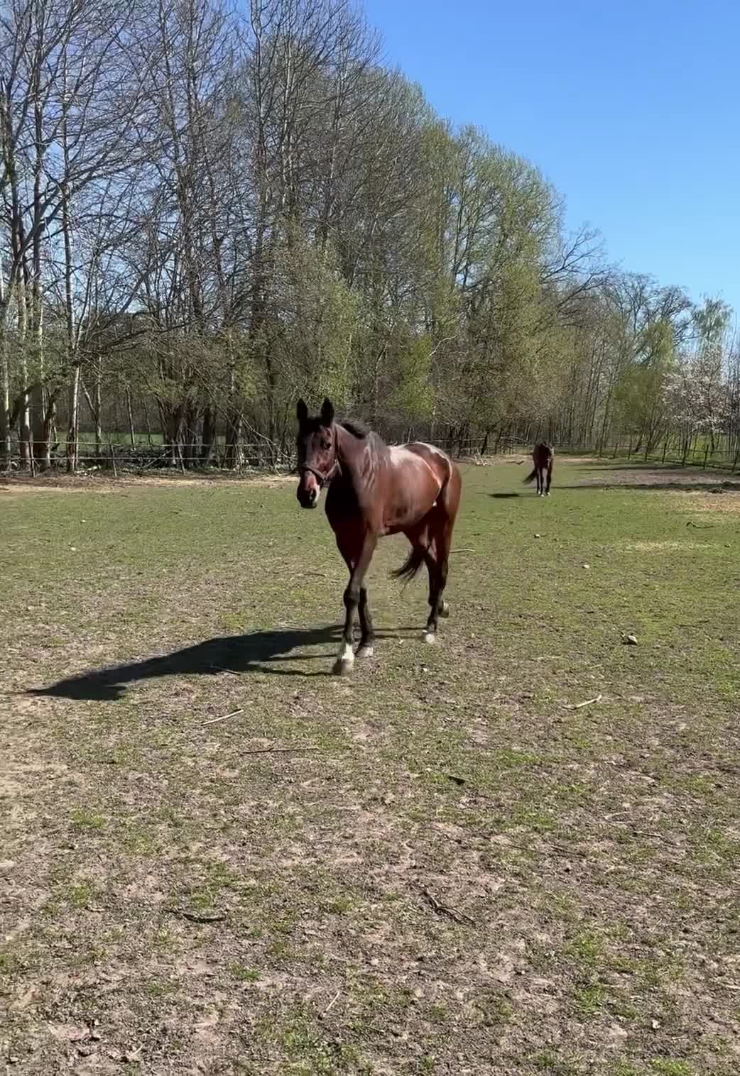 Trav hästar till salu: Säljes - Video 1