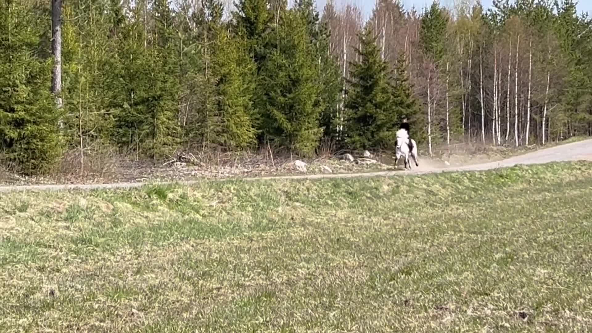 Island hästar till salu: Trevlig islandshäst söker sin egen människa - Video 1