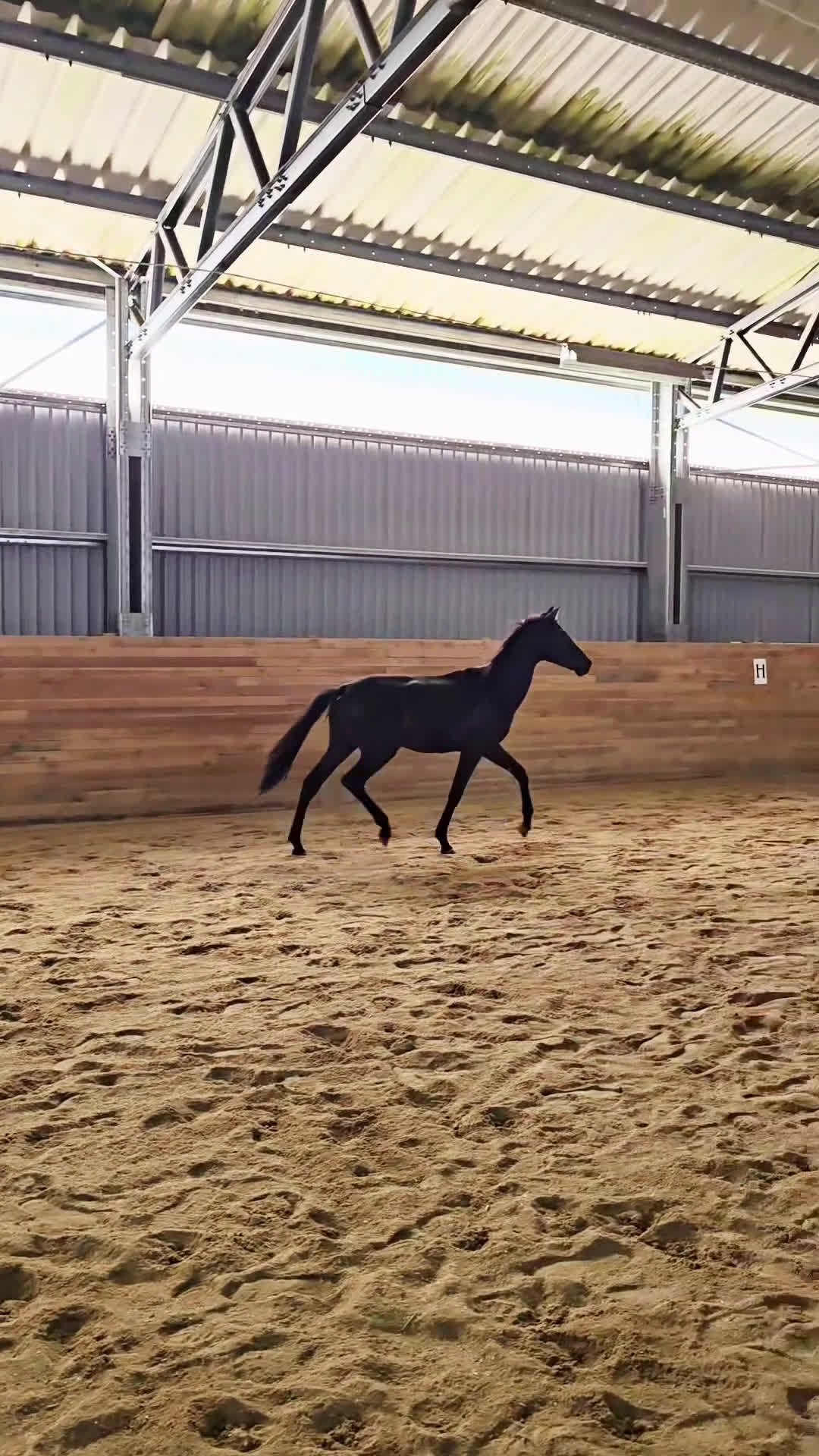 Dressyr hästar till salu: Käck 2 åring! - Video 2