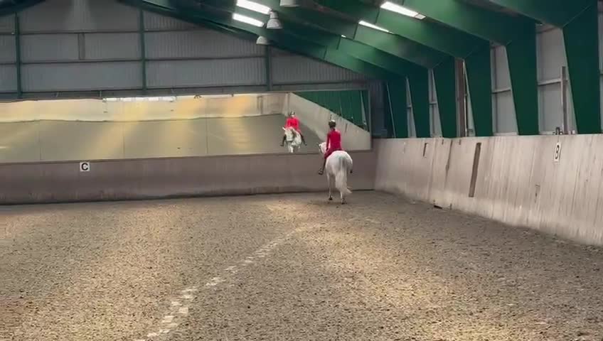 Dressyr hästar till salu: Beautiful and energetic - well trained Lusitano - Video 1