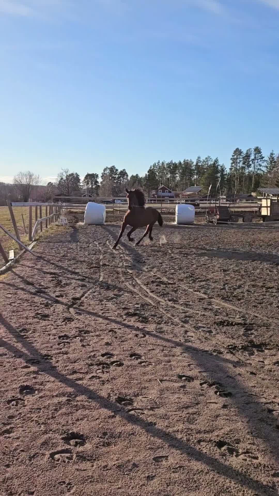 Dressyr hästar till salu: Unghingst med otrolig gång - Video 1