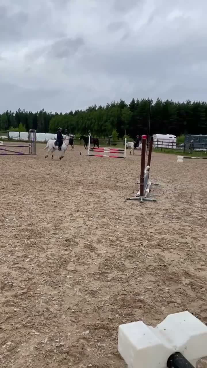 Allround hästar till salu: Läromästare med utstrålning - Video 1