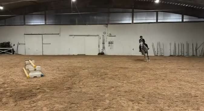 Hoppning hästar till salu: Snygg hopphäst - Video 1