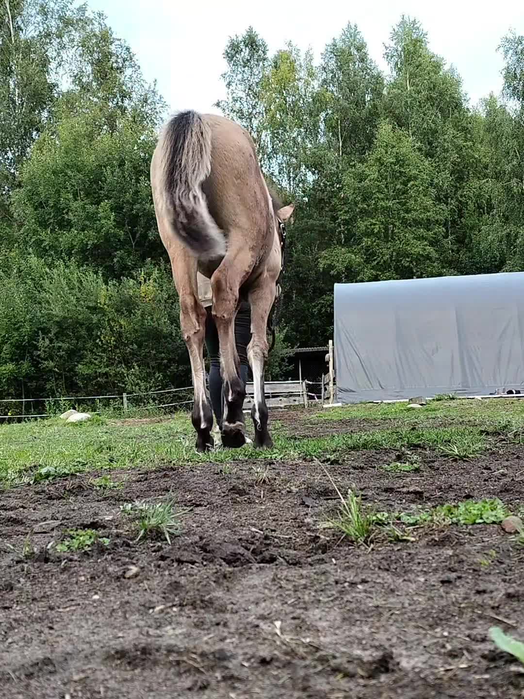 Allround hästar till salu: TINGAD Fölet som charmar alla - Video 1