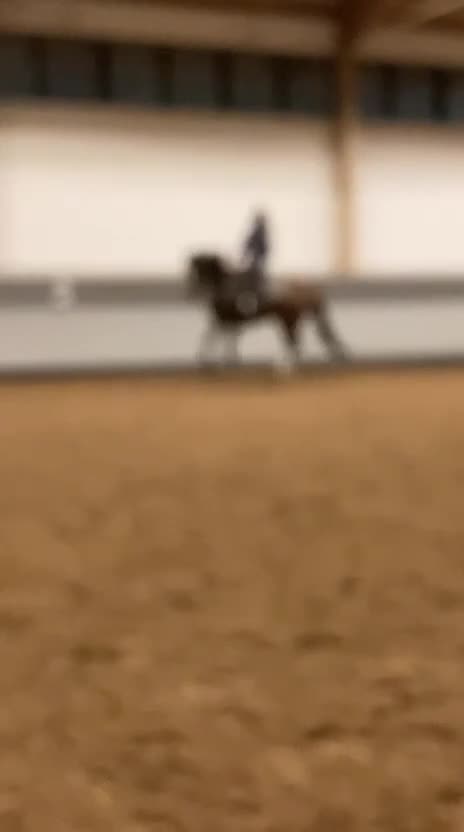 Allround hästar till salu: Fantastiskt sto till salu – dressyr och hoppning - Video 2