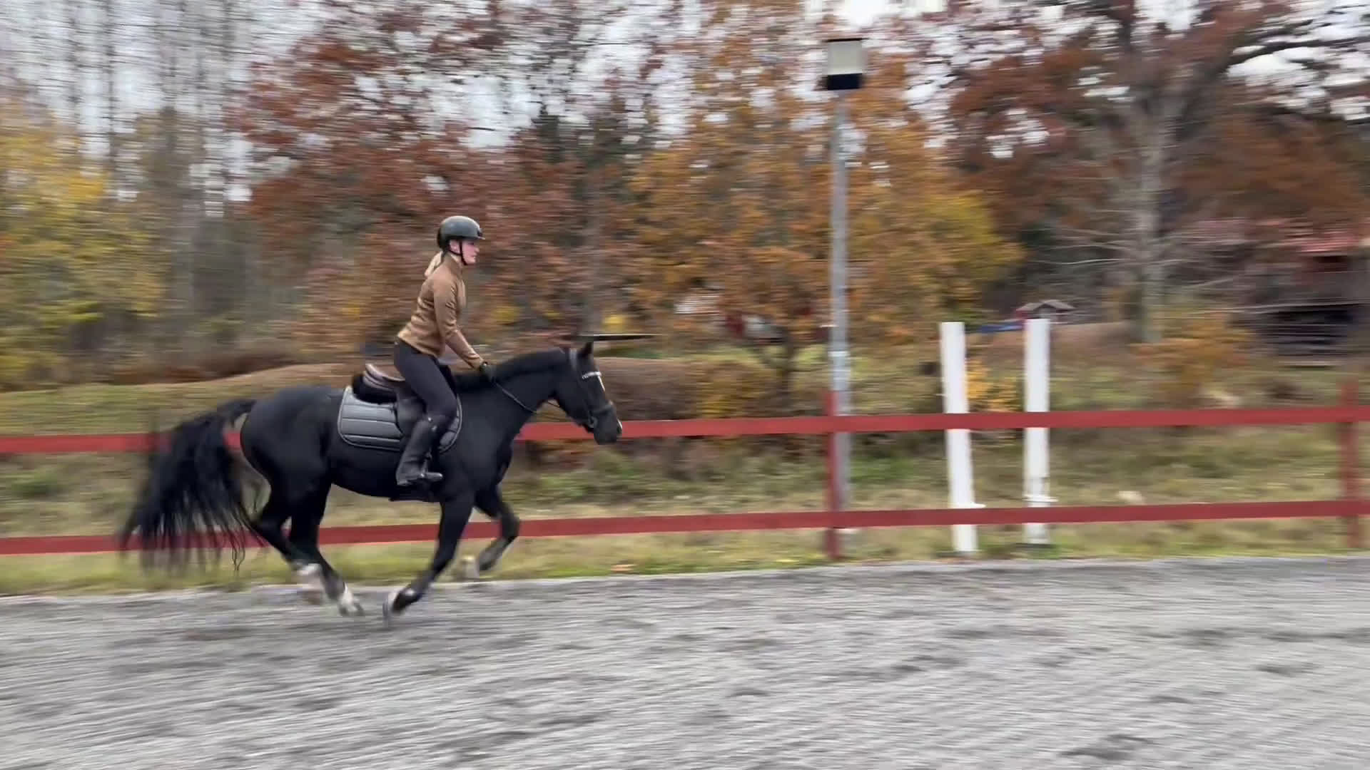 Dressyr hästar till salu: Drömponny med stor framtid i Rimbo - Video 2