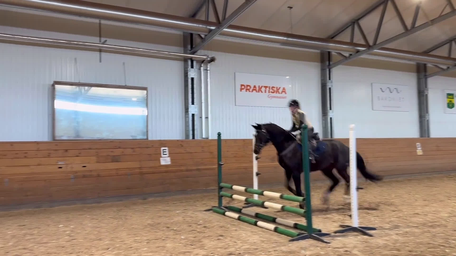 Hoppning hästar till salu: SWB 4åring - Video 1