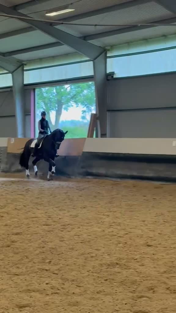 Dressyr hästar till salu: En häst med utstrålning, kvalitet & stor potential - Video 3