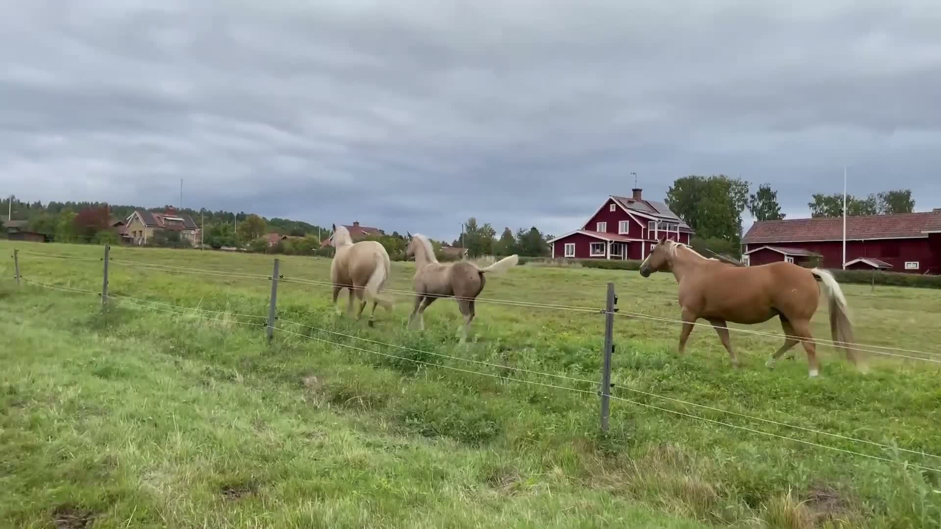 Western hästar till salu: Häftig painthingst! - Video 1