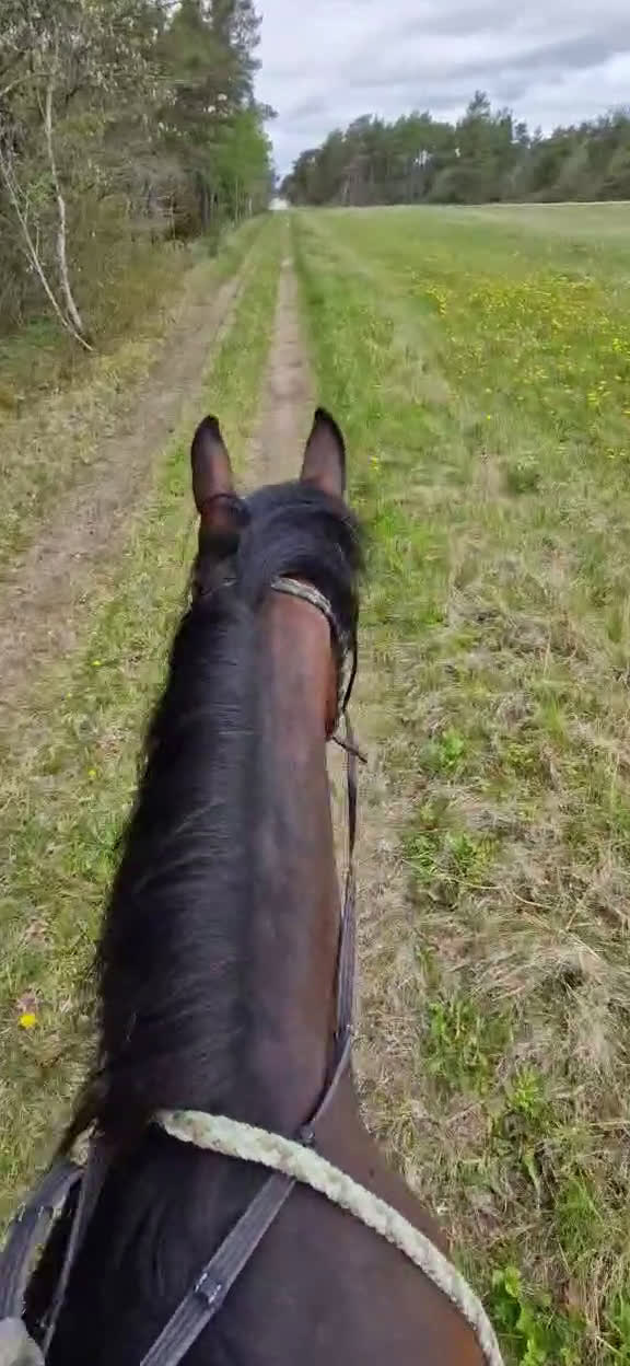 Trav hästar till salu: För trav/monte eller avel eller ridhäst i Havdhem - Video 4