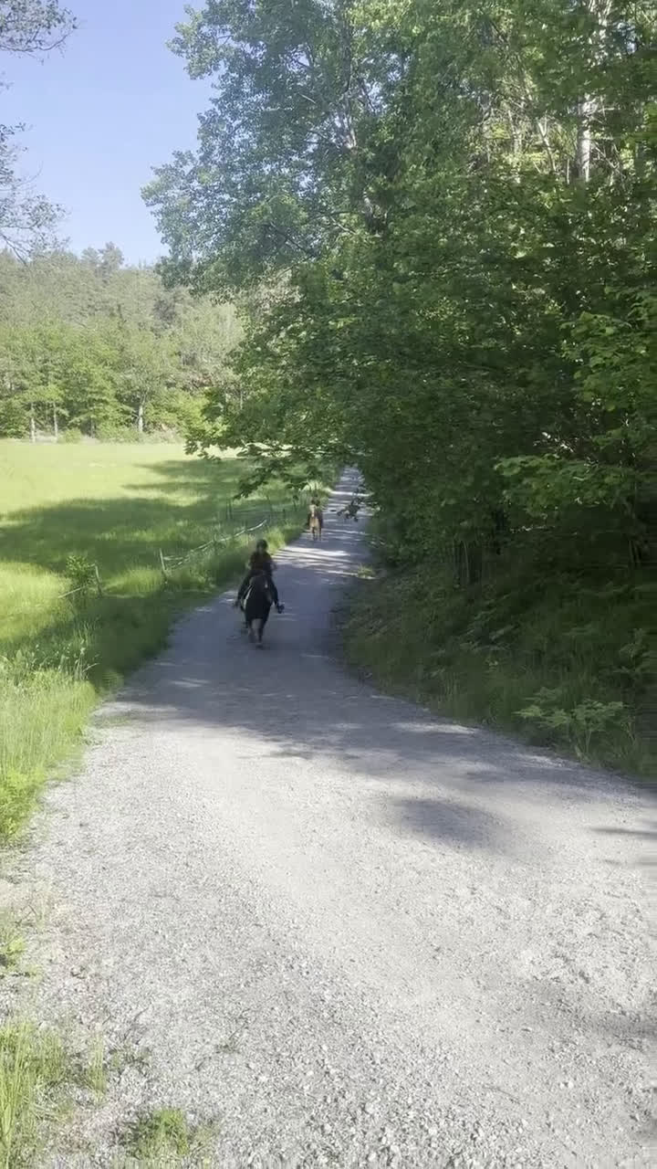 Sällskap hästar till salu: Riktigt gullig ponny för sällskap och skogsridning - Video 4