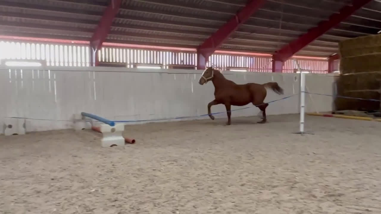 Hoppning hästar till salu: 3 åring Artist vd Driehoek Z - Cardento  i Ingelstad - Video 1