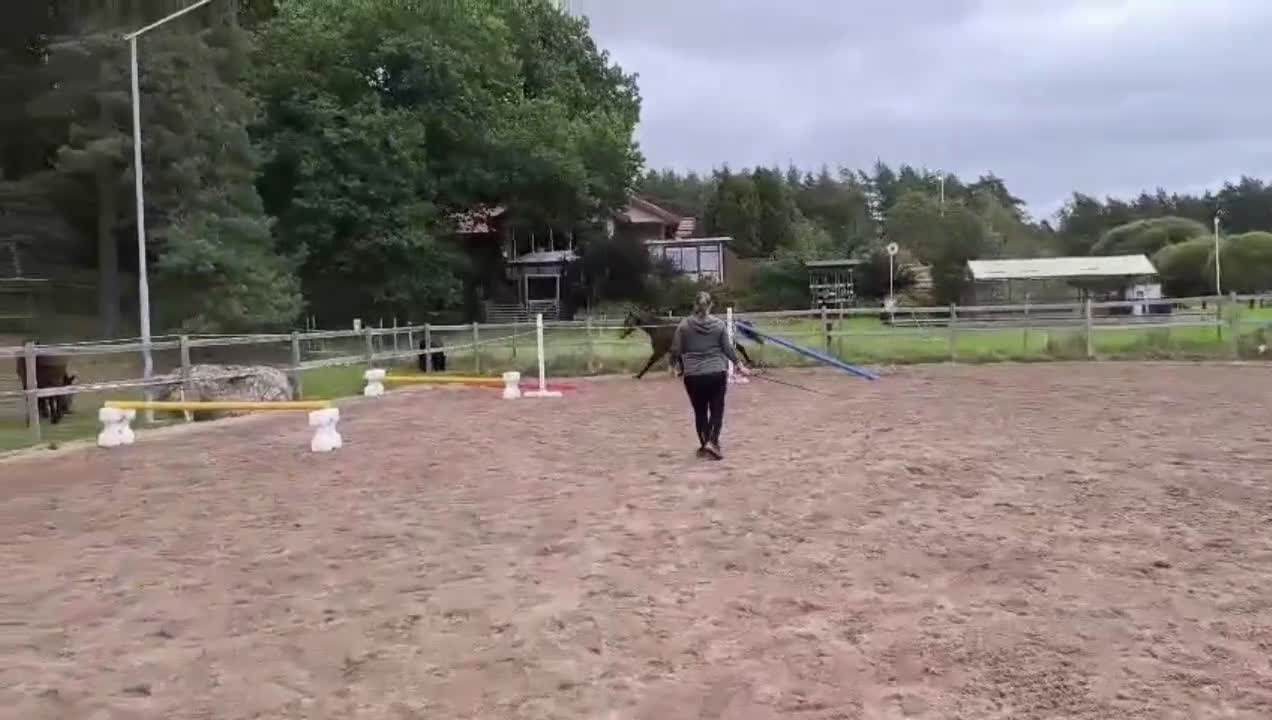 Hoppning hästar till salu: Tufft 3 årigt sto för framtiden i Västerås - Video 1