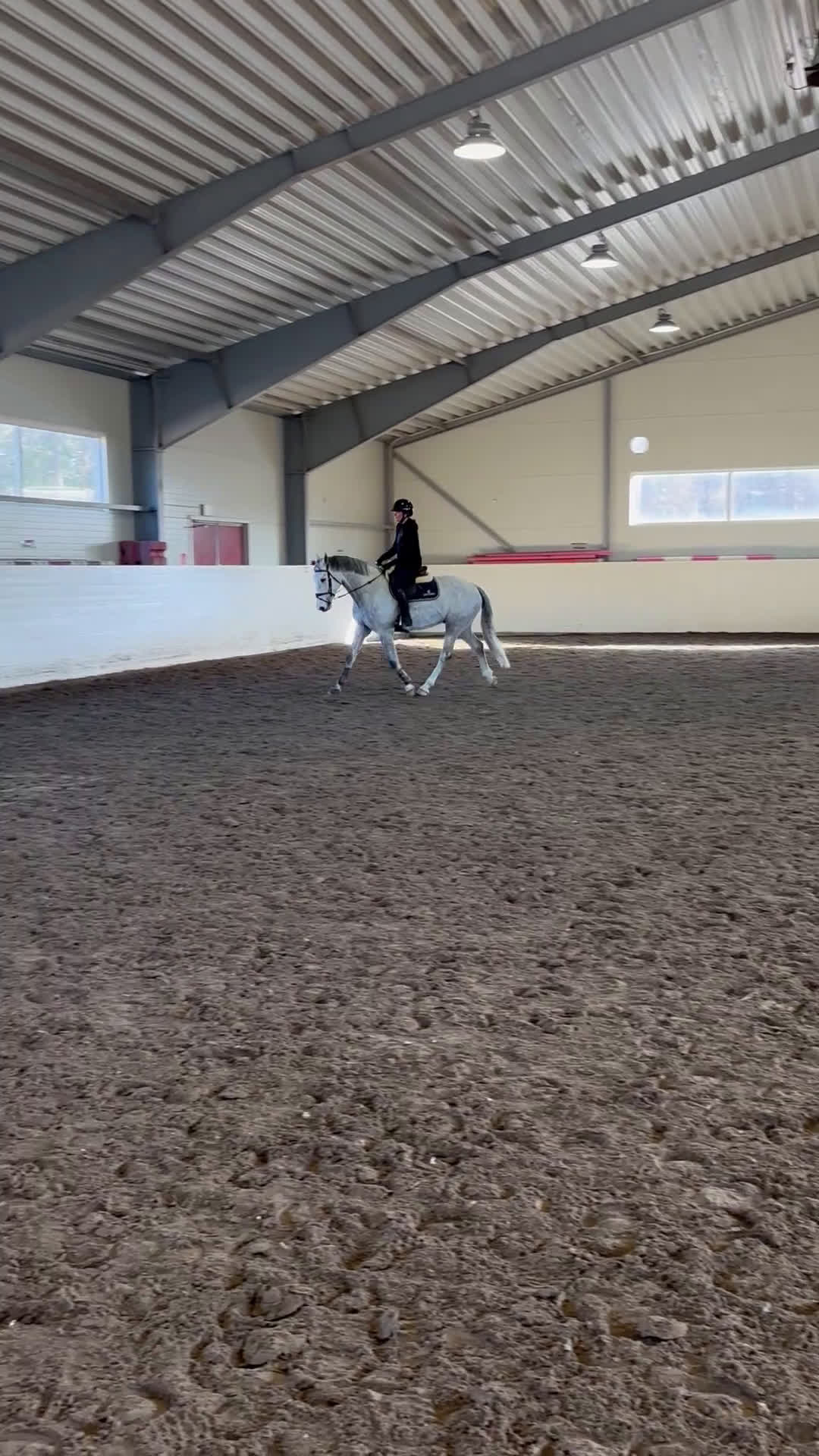 Hoppning hästar till salu: Lovande valack e. CiCi Senjor Ask.  - Video 3