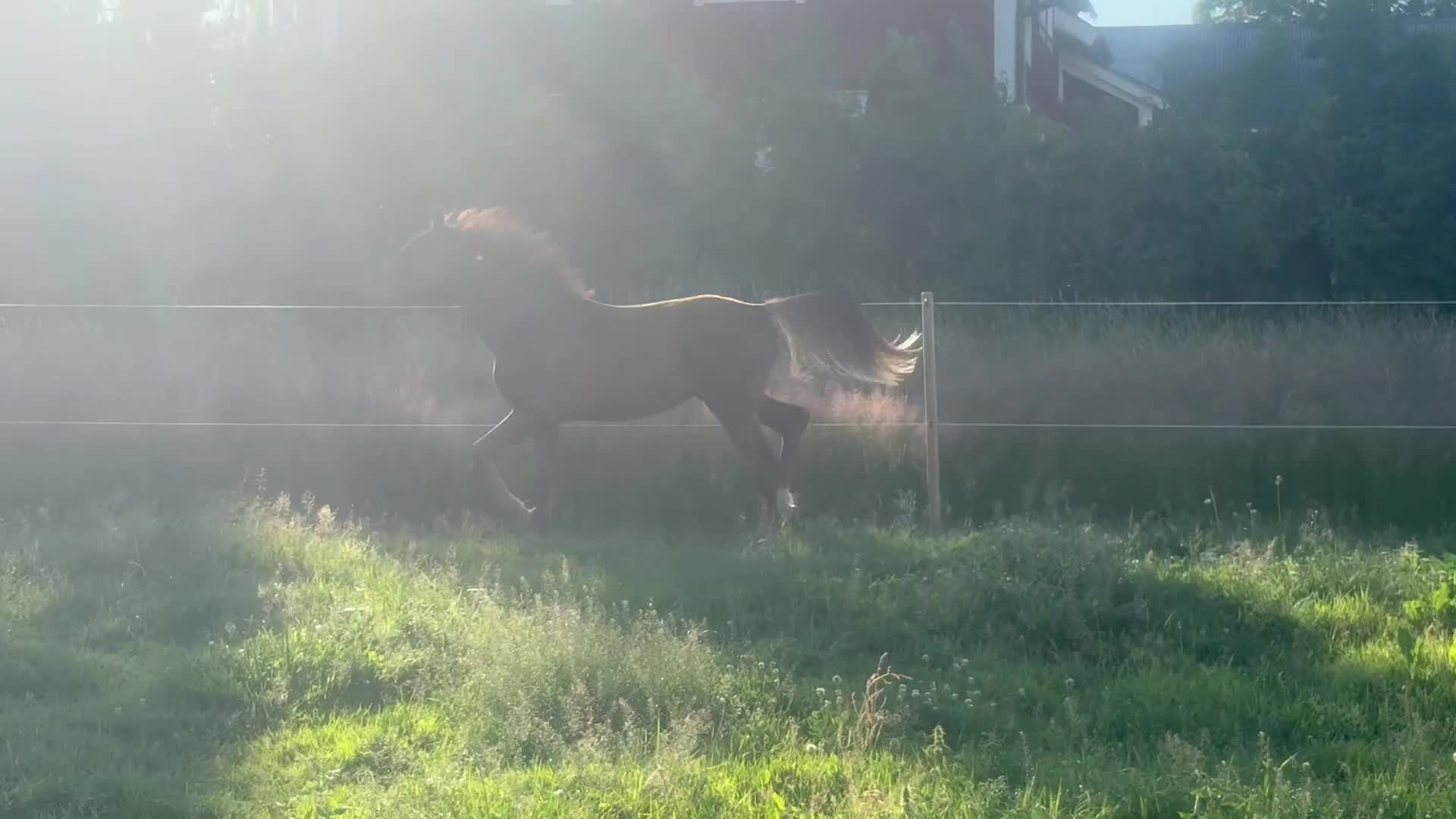 Hoppning hästar till salu: Häftig SWB-åring för framtiden - Video 1