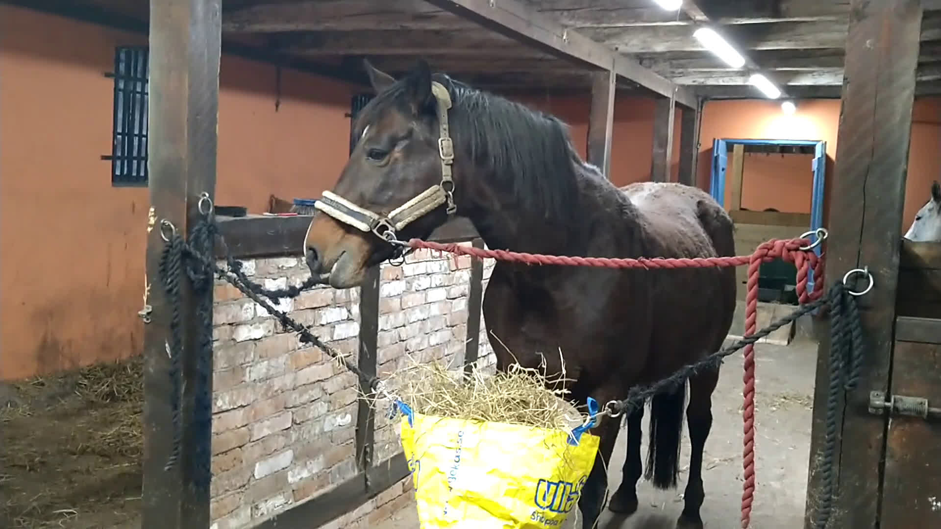 Sällskap hästar till salu: Snällt sällskapssto i Billesholm - Video 2