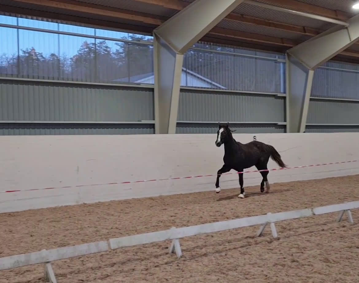 Dressyr hästar till salu: Fantastisk liten häst - Video 4