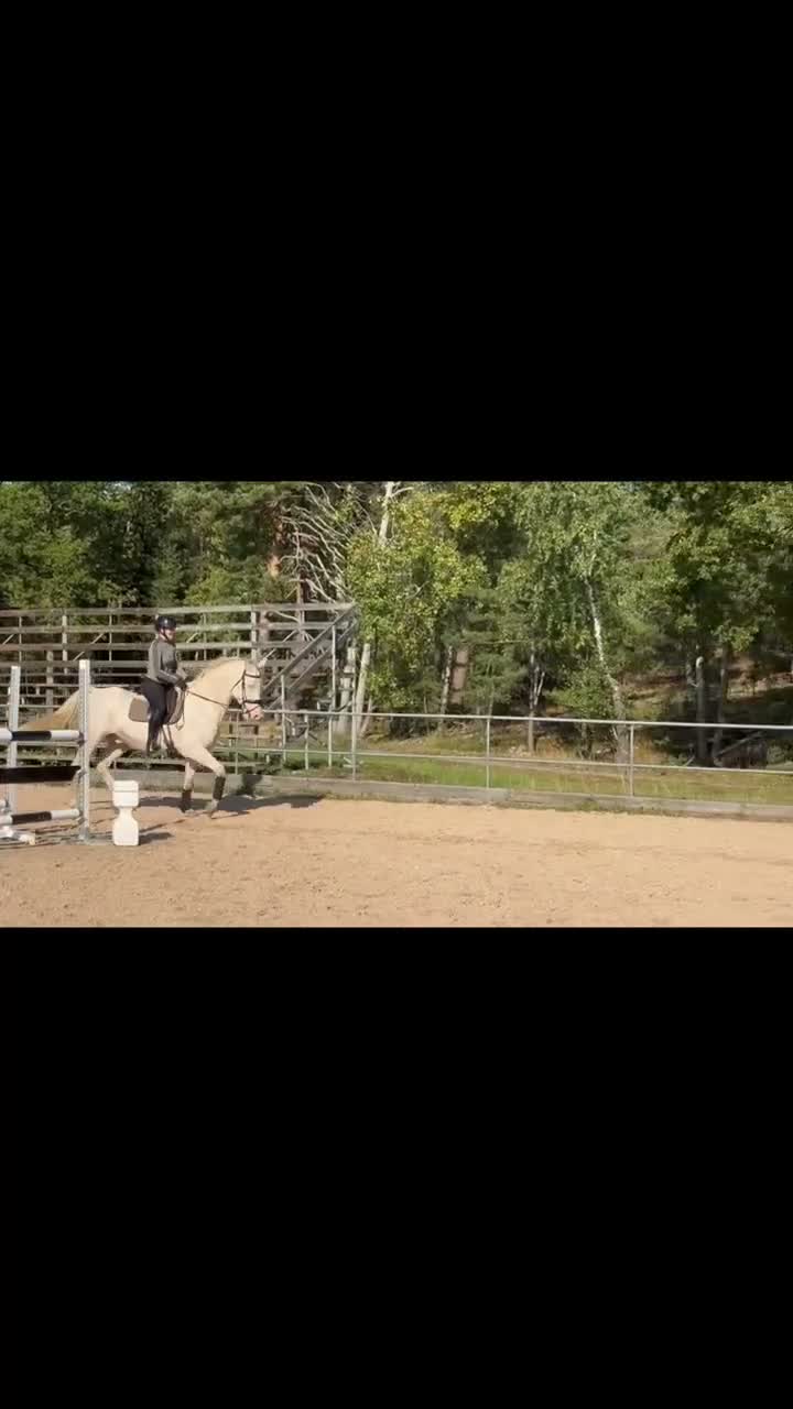 Allround hästar till salu: Trevlig valack med potential att utvecklas - Video 1