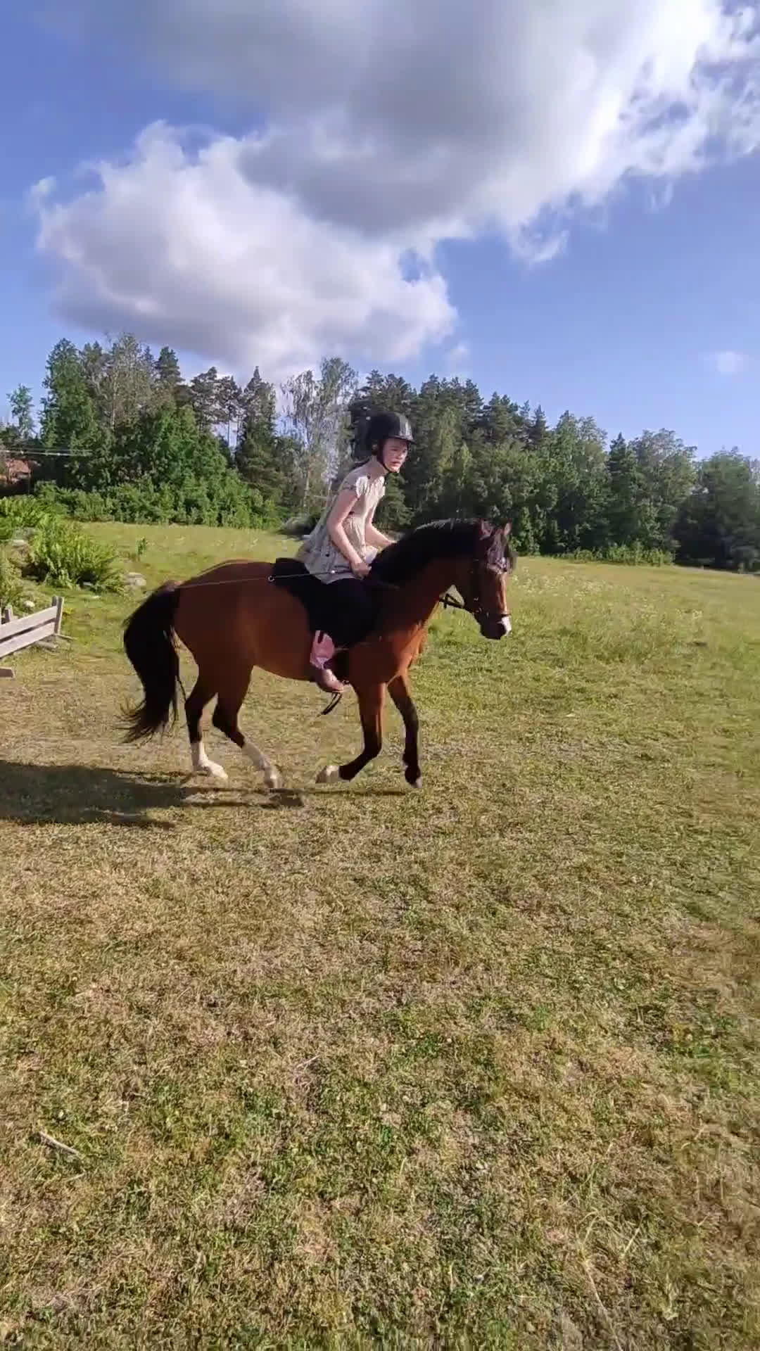 Allround hästar sökes: Ponnyn köpes, ung eller äldre och rutinerad  - Video 1