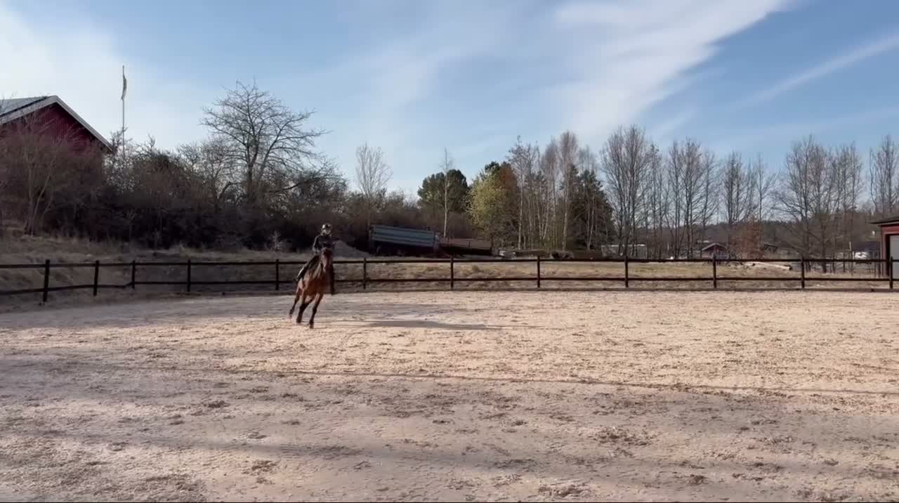 Hoppning hästar till salu: Välutbildad tävlingshäst med stor kapacitet - Video 4