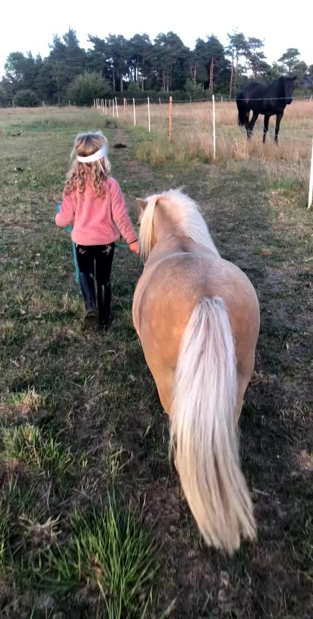 Allround hästar till salu: Fantastisk isabellfärgad minishettis 78 cm - Video 1