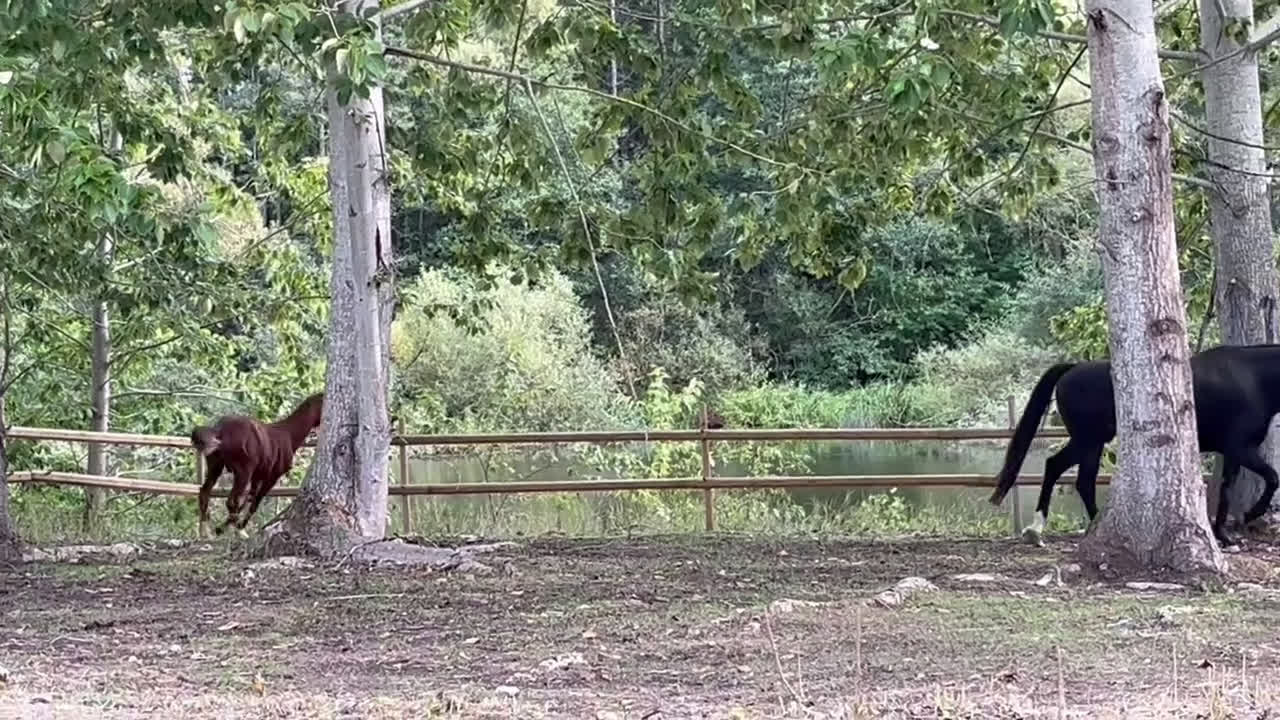 Dressyr hästar till salu: Betrix W - Hingstföl med elitstam i Skänninge - Video 4