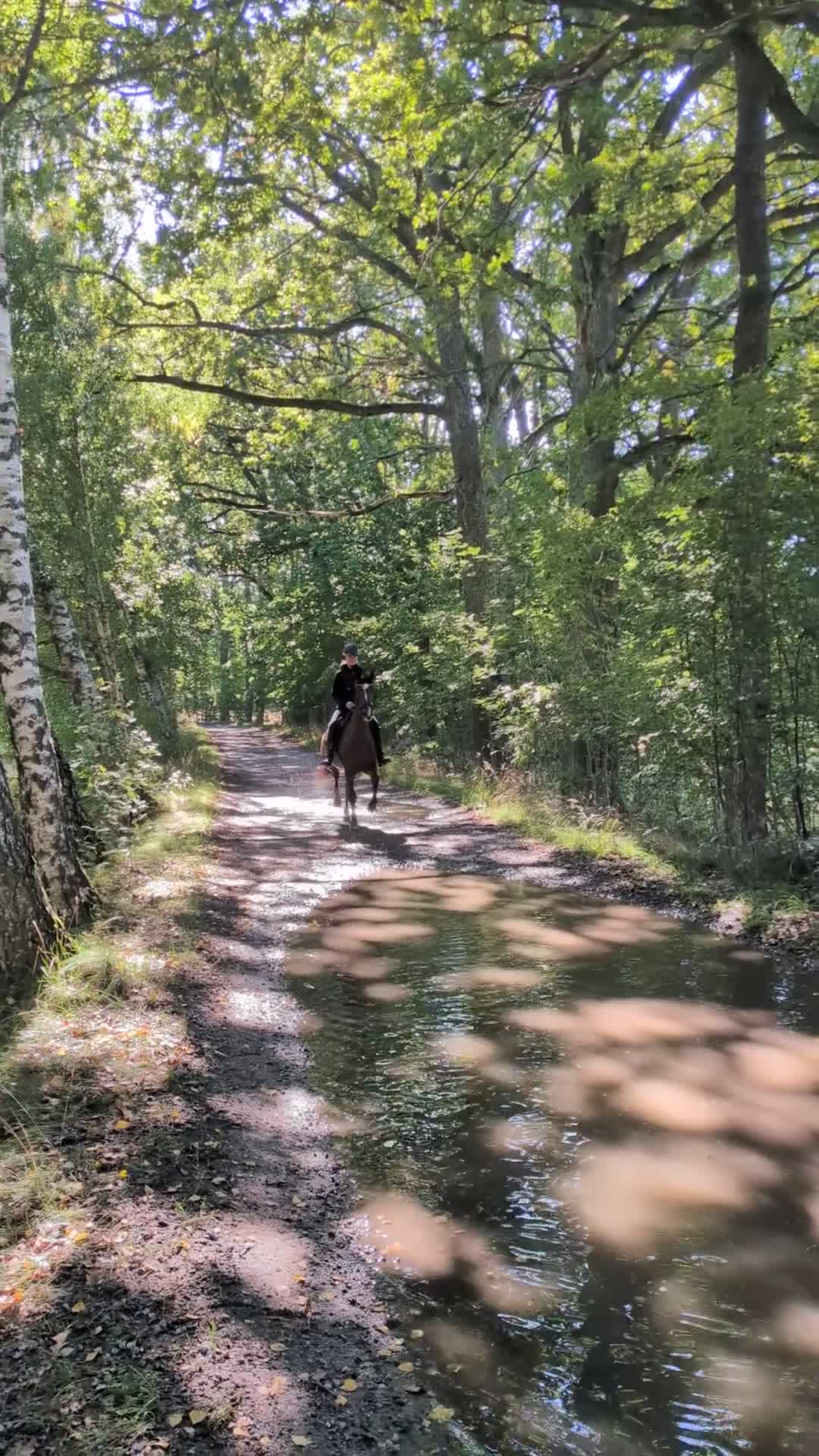Allround hästar till salu: Roligt och känsligt sto söker nytt hem - Video 1