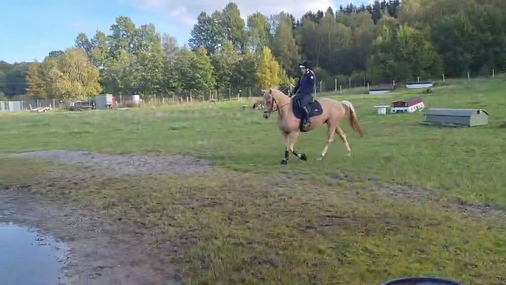 Allround hästar till salu: Talangfullt D-ponnysto med toppstam - Video 2