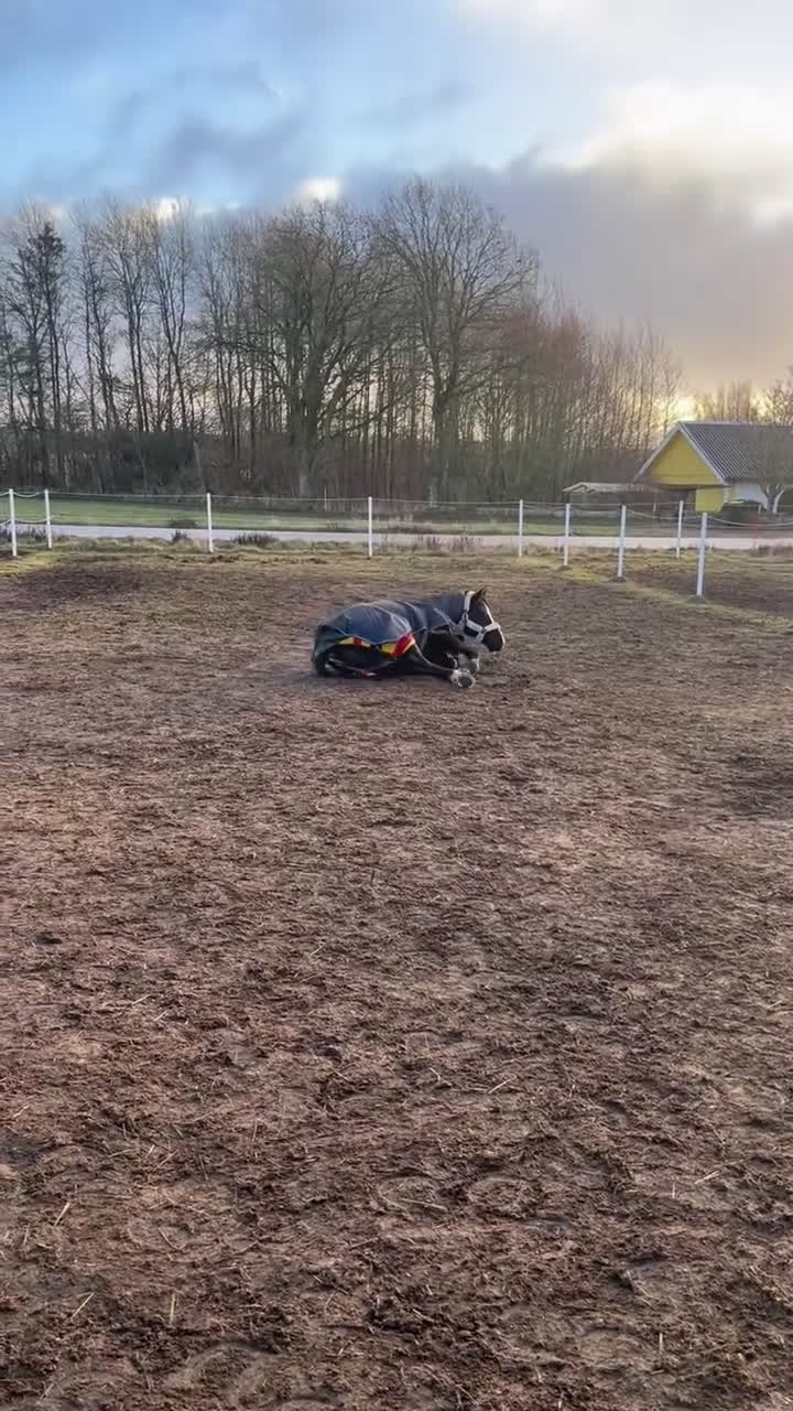 Allround hästar till salu: Vacker sto - Video 4