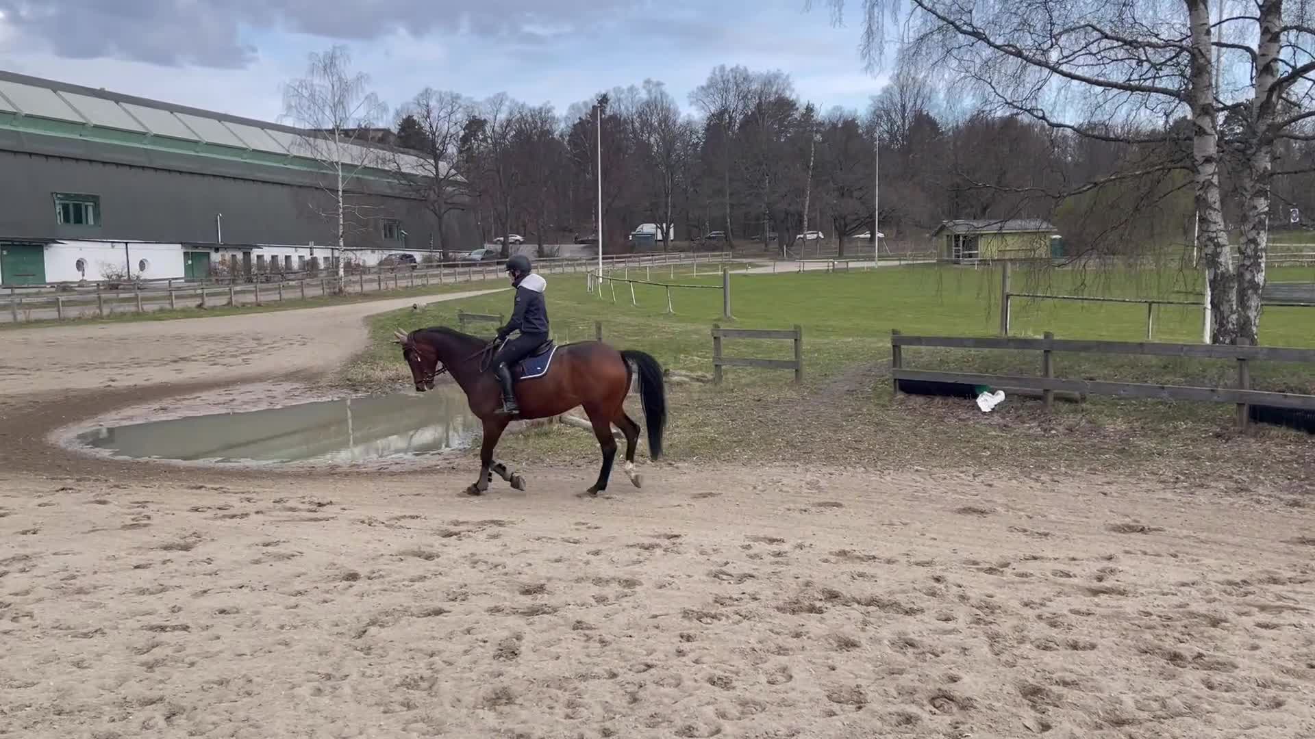 Allround hästar till salu: Trygg och rutinerad med lite nerv, drömhästen! - Video 1