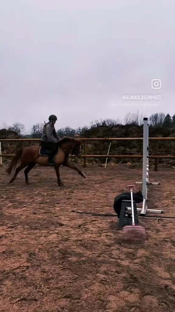 Hoppning hästar till salu: Framtida stjärna söker ny ryttare - Video 4