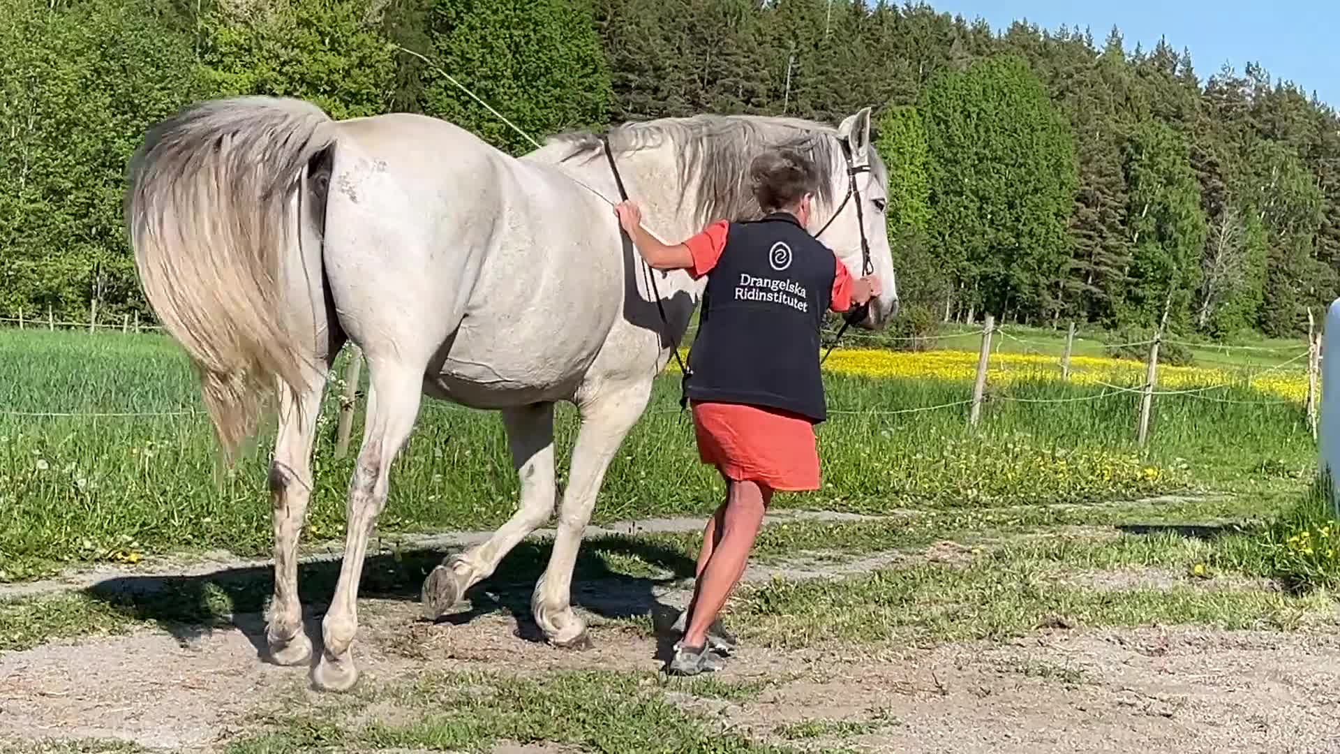 Akademiskt hästar till salu: Välutbildad, lugn och snäll  i Tystberga - Video 3
