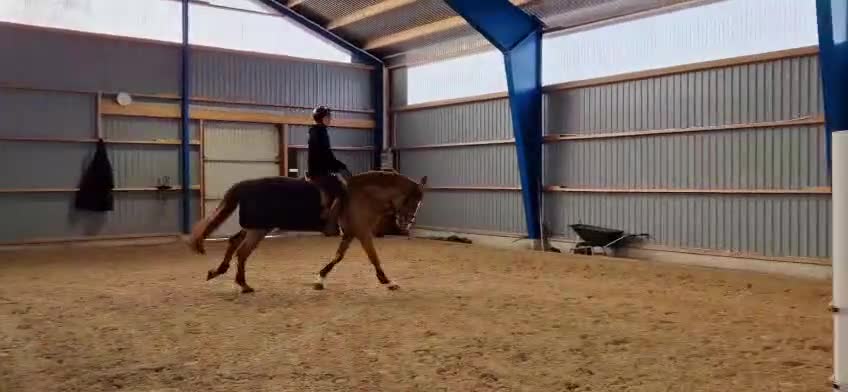 Hoppning hästar till salu: Tillfälle - Video 4