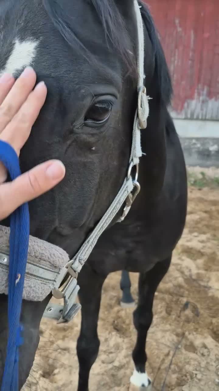 Allround hästar till salu: 🐎 Svart 5-årigt kvalitetssto med fint temperament - Video 4