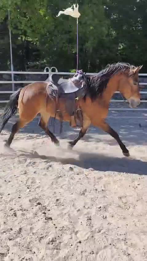 Allround hästar till salu: Charmig kigermustangvalack  - Video 2
