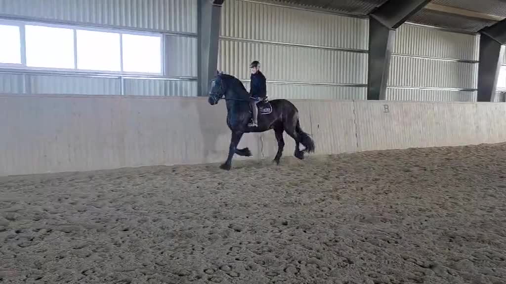 Allround hästar till salu: Sirius en lyxig drömhäst - Video 2